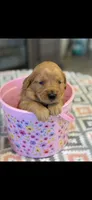 Rusty, a male Golden Retriever for sale in Bakersfield, CA – 2 of 3