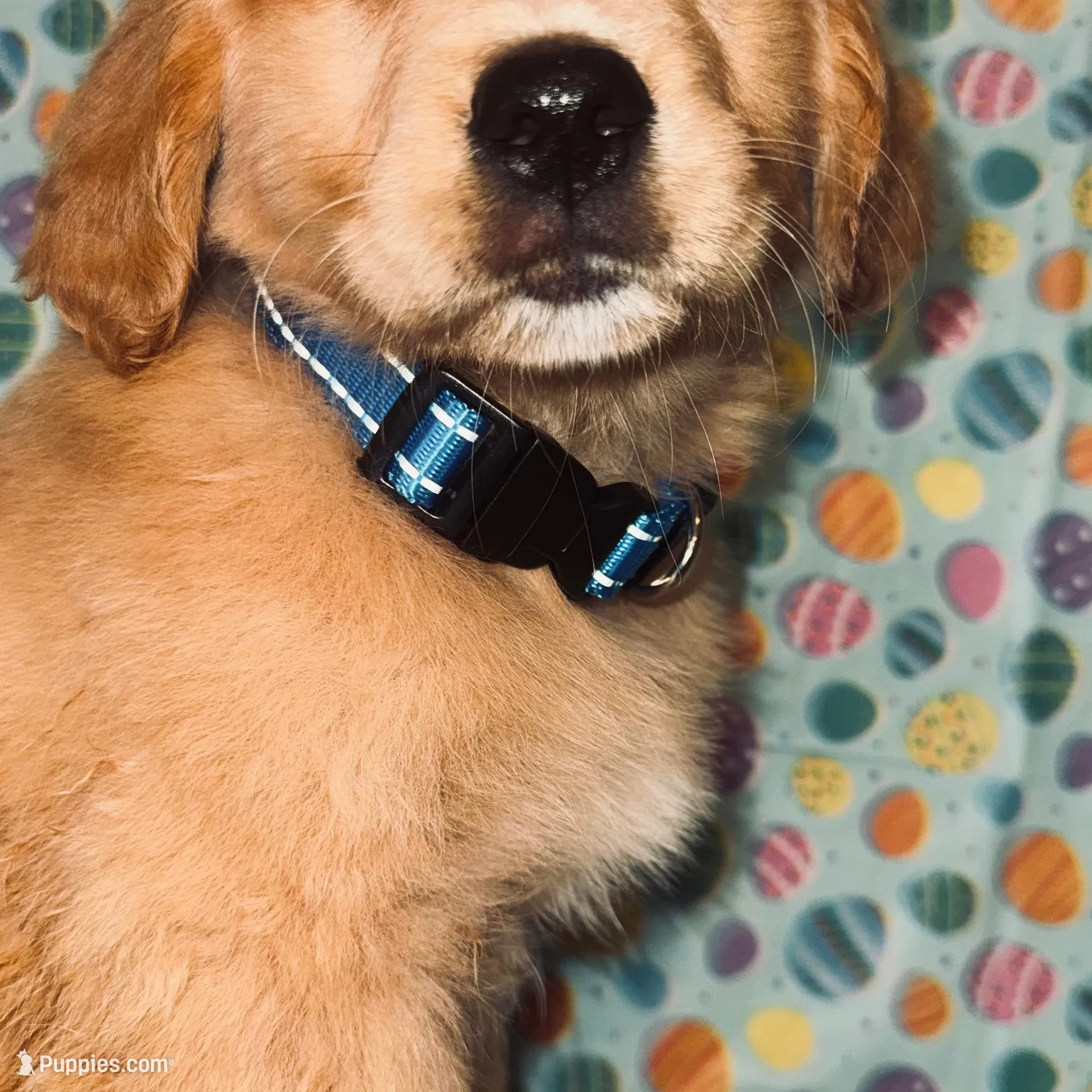 Misty, a female Golden Retriever for sale in Bakersfield, CA – Photo 1 of 4