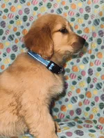 Misty, a female Golden Retriever for sale in Bakersfield, CA – Photo 4 of 4
