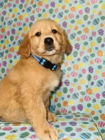 Misty, a female Golden Retriever for sale in Bakersfield, CA – Photo 3 of 4