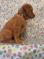 Sunny, a male Golden Retriever for sale in Bakersfield, CA – Photo 4 of 4