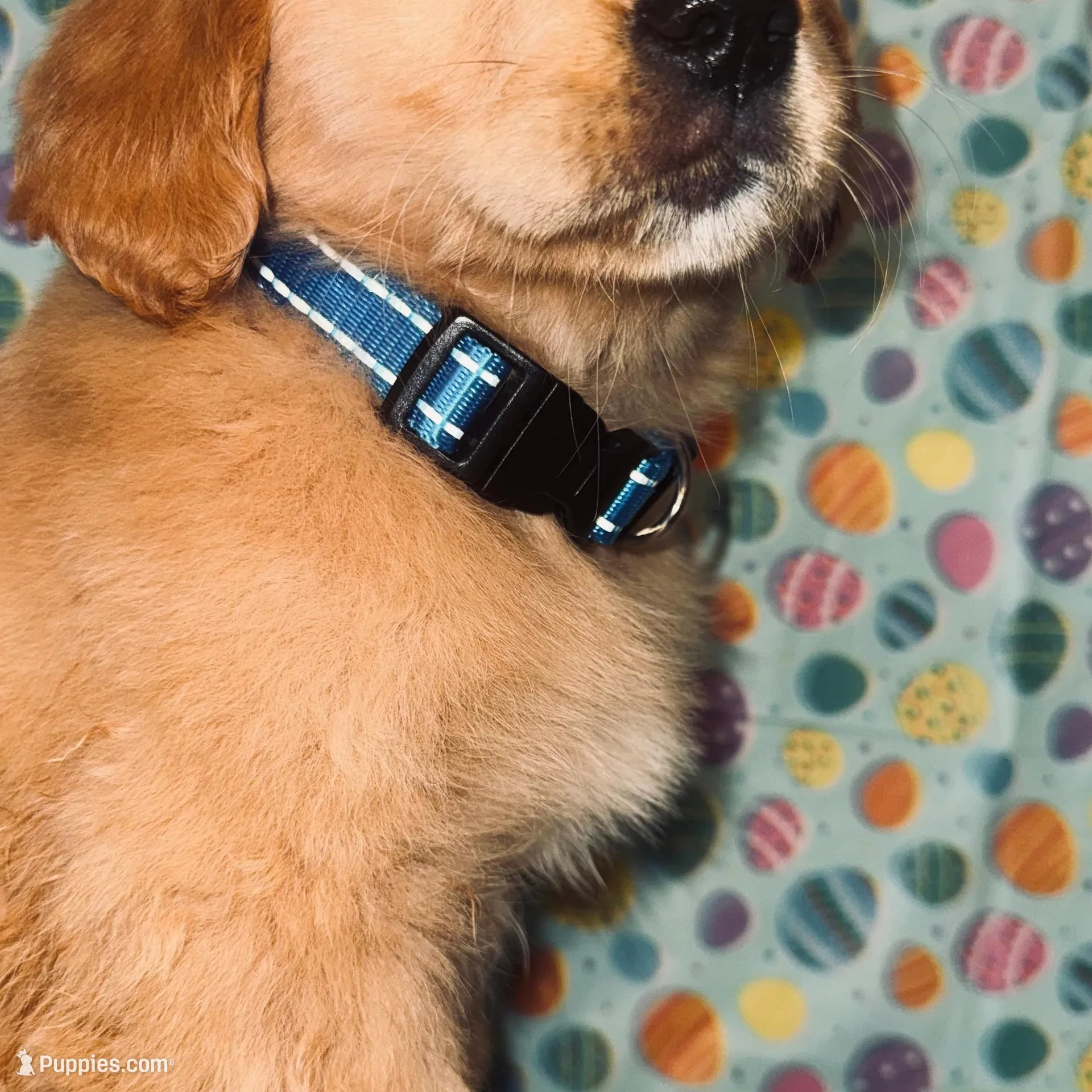 Misty, a female Golden Retriever for sale in Bakersfield, CA – Photo 2 of 4