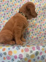 Sunny, a male Golden Retriever for sale in Bakersfield, CA – Photo 3 of 4