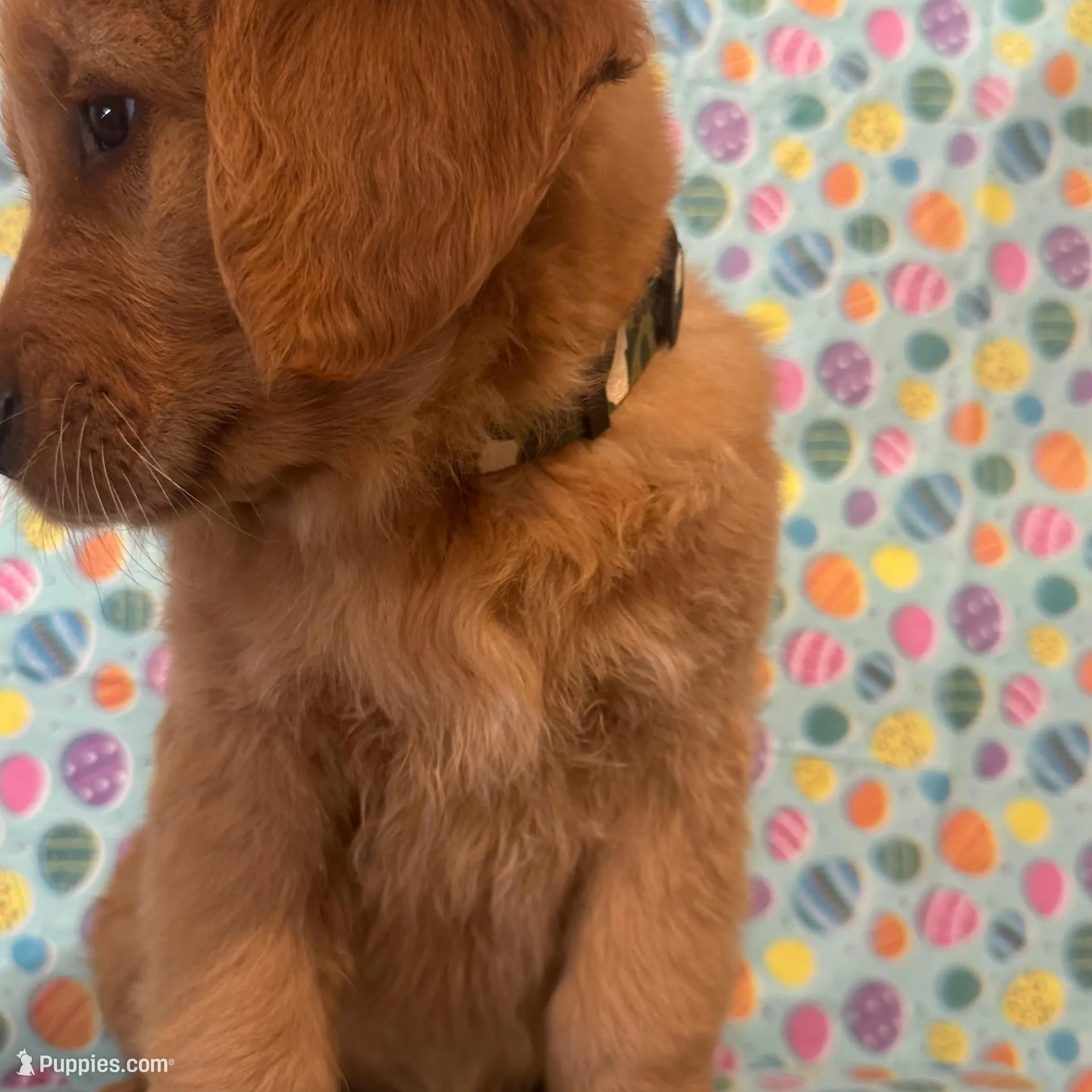 Sunny, a male Golden Retriever for sale in Bakersfield, CA – Photo 2 of 4