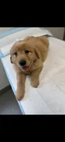 Penny, a female Golden Retriever for sale in Bakersfield, CA – 2 of 3