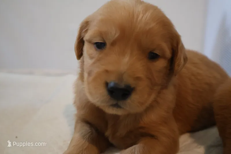 Daisy – Golden Retriever puppy for sale in Bakersfield, CA