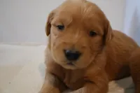 Daisy, a female Golden Retriever for sale in Bakersfield, CA – 1 of 2
