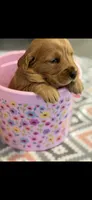 Rusty, a male Golden Retriever for sale in Bakersfield, CA – 3 of 3