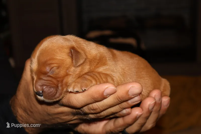 Phobe  – Golden Retriever puppy for sale in Bakersfield, CA