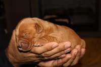 Phobe , a female Golden Retriever for sale in Bakersfield, CA – 1 of 2