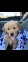 Bear , a male Golden Retriever for sale in Bakersfield, CA – 2 of 3