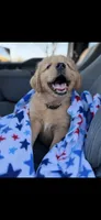 Bear , a male Golden Retriever for sale in Bakersfield, CA – 3 of 3