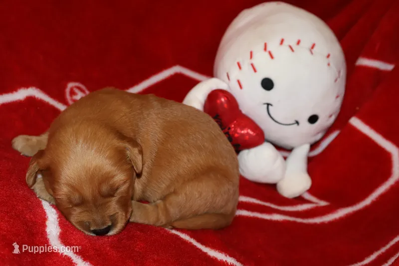 Nova – Golden Retriever puppy for sale in Bakersfield, CA