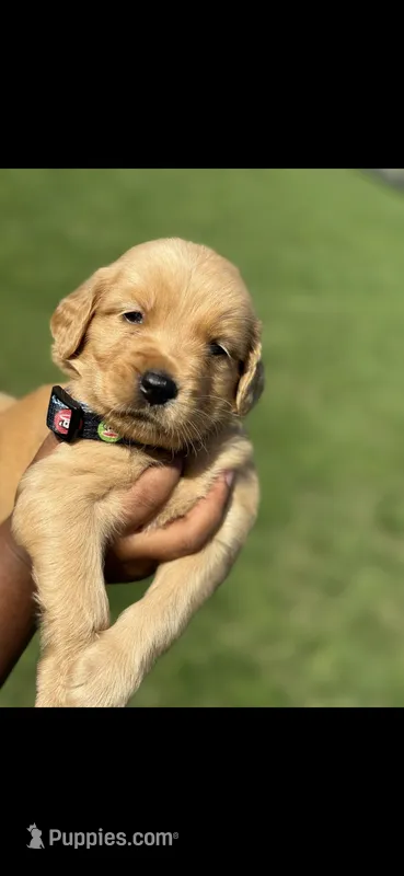 Bear – Golden Retriever puppy for sale in Bakersfield, CA