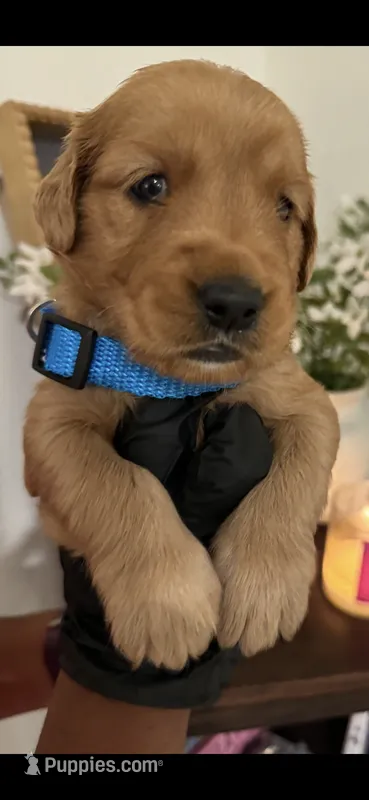 Rusty – Golden Retriever puppy for sale in Bakersfield, CA