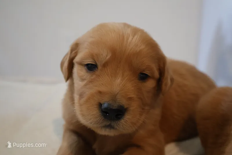 Nova – Golden Retriever puppy for sale in Bakersfield, CA