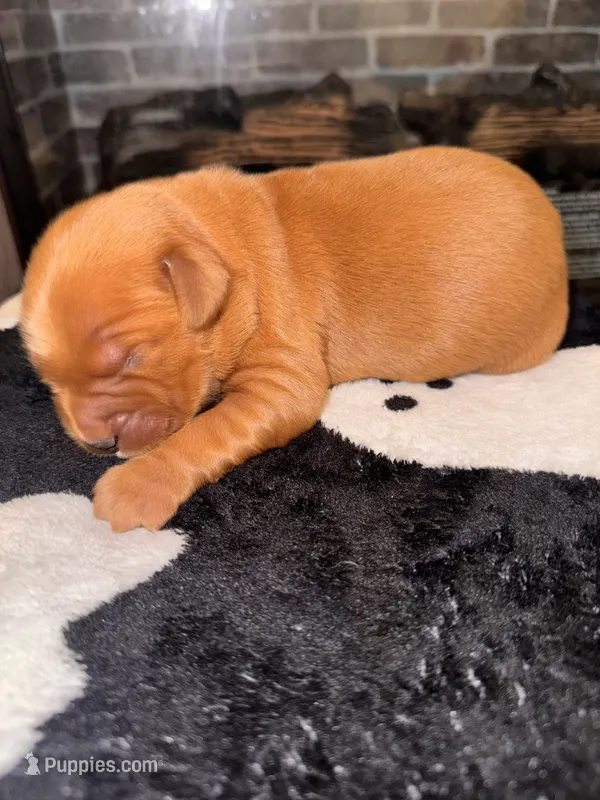 Winston  – Golden Retriever puppy for sale in Bakersfield, CA