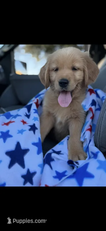 Bear  – Golden Retriever puppy for sale in Bakersfield, CA