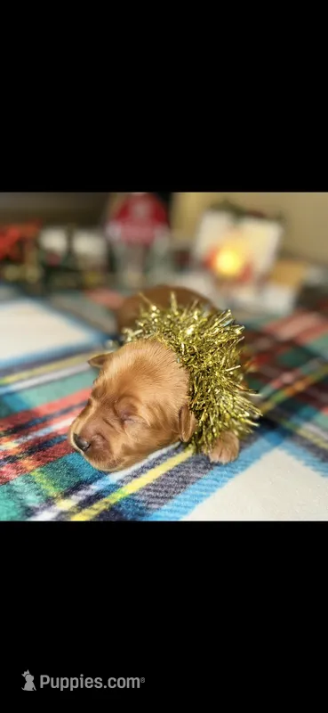 Rusty – Golden Retriever puppy for sale in Bakersfield, CA
