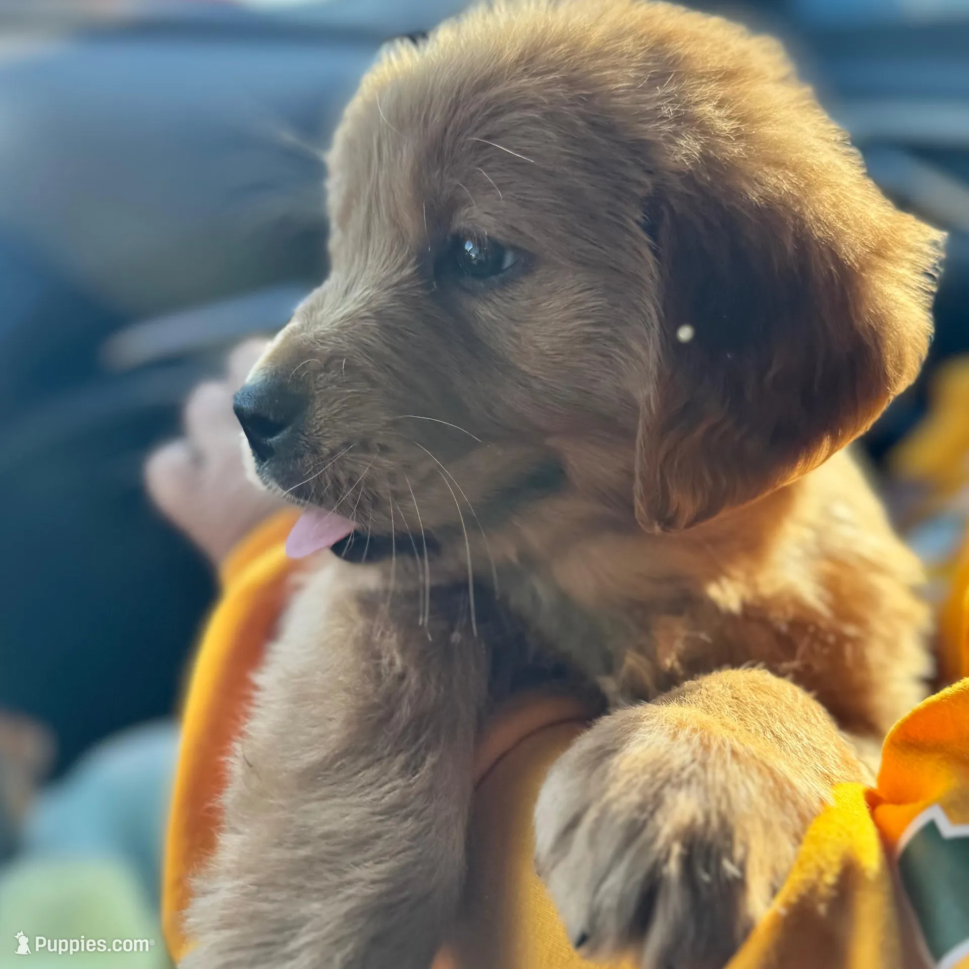 Honey, a female Golden Retriever for sale in Bakersfield, CA – Photo 2 of 2