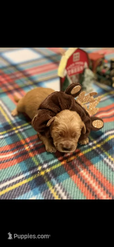 Bear – Golden Retriever puppy for sale in Bakersfield, CA
