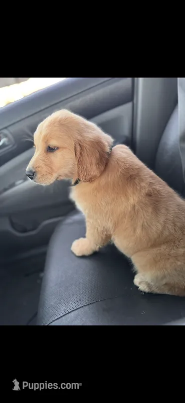 Franklin – Golden Retriever puppy for sale in Bakersfield, CA