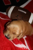 Bear, a male Golden Retriever for sale in Bakersfield, CA – 2 of 2