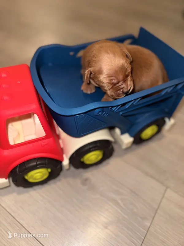Zuko – Golden Retriever puppy for sale in Bakersfield, CA
