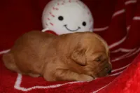 Nova, a female Golden Retriever for sale in Bakersfield, CA – 3 of 3