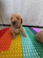 Charlie, a male Golden Retriever for sale in Bakersfield, CA – Photo 3 of 3