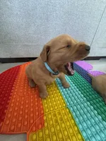 Charlie, a male Golden Retriever for sale in Bakersfield, CA – Photo 2 of 3