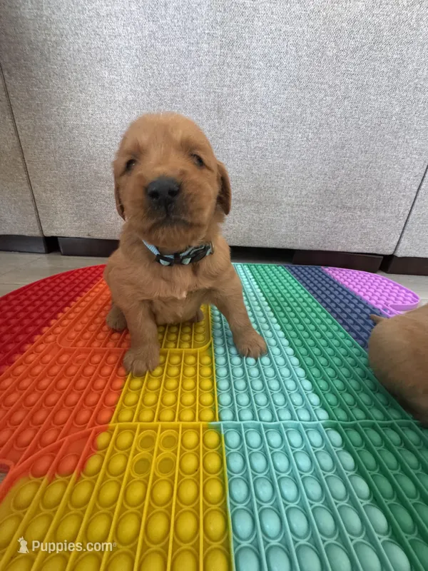 Charlie – Golden Retriever puppy for sale in Bakersfield, CA