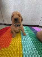 Charlie, a male Golden Retriever for sale in Bakersfield, CA – Photo 1 of 3