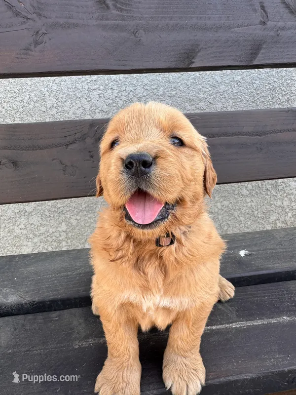 Charlie – Golden Retriever puppy for sale in Bakersfield, CA