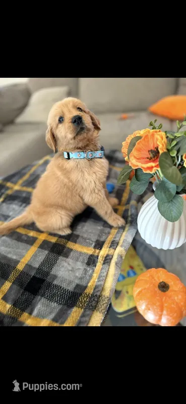 Gus – Golden Retriever puppy for sale in Bakersfield, CA