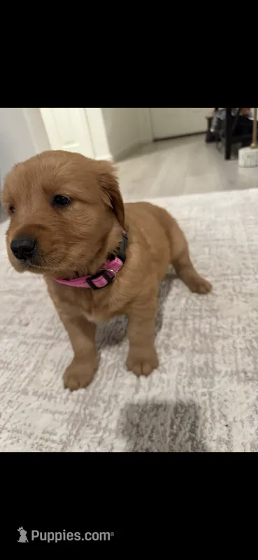 Daisy – Golden Retriever puppy for sale in Bakersfield, CA