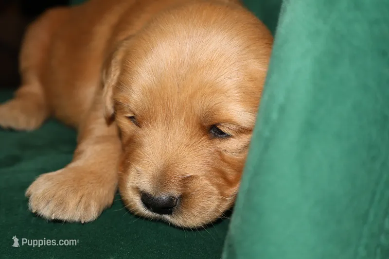Zuko – Golden Retriever puppy for sale in Bakersfield, CA