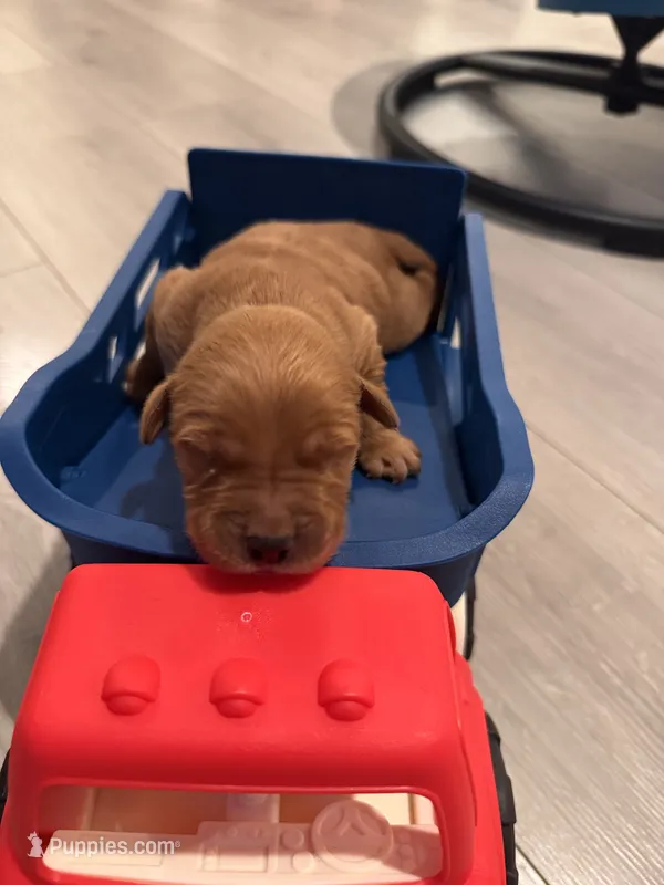 Duke – Golden Retriever puppy for sale in Bakersfield, CA