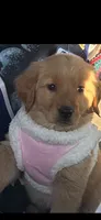 Penny, a female Golden Retriever for sale in Bakersfield, CA – 3 of 3