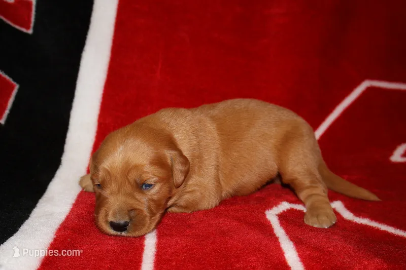 Duke – Golden Retriever puppy for sale in Bakersfield, CA