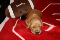 Bear, a male Golden Retriever for sale in Bakersfield, CA – 1 of 2