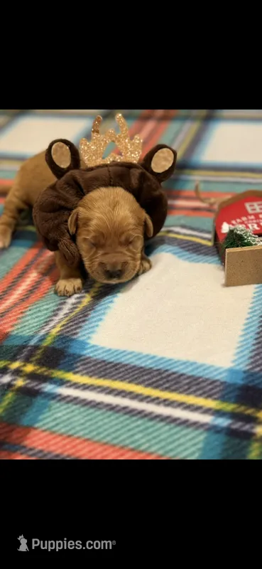Rusty – Golden Retriever puppy for sale in Bakersfield, CA