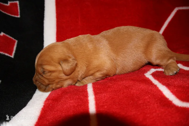 Phobe  – Golden Retriever puppy for sale in Bakersfield, CA