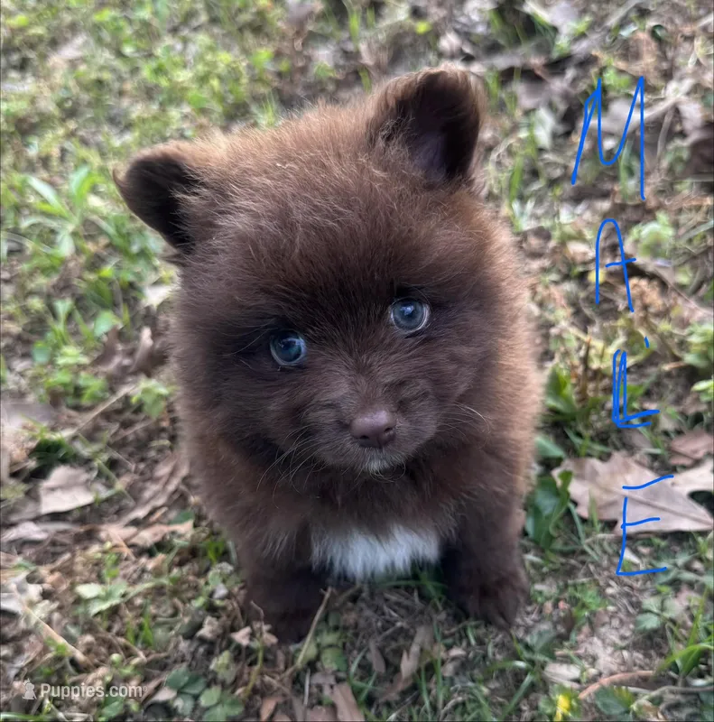 Bear – Pomeranian puppy for sale in Mayfield, KY