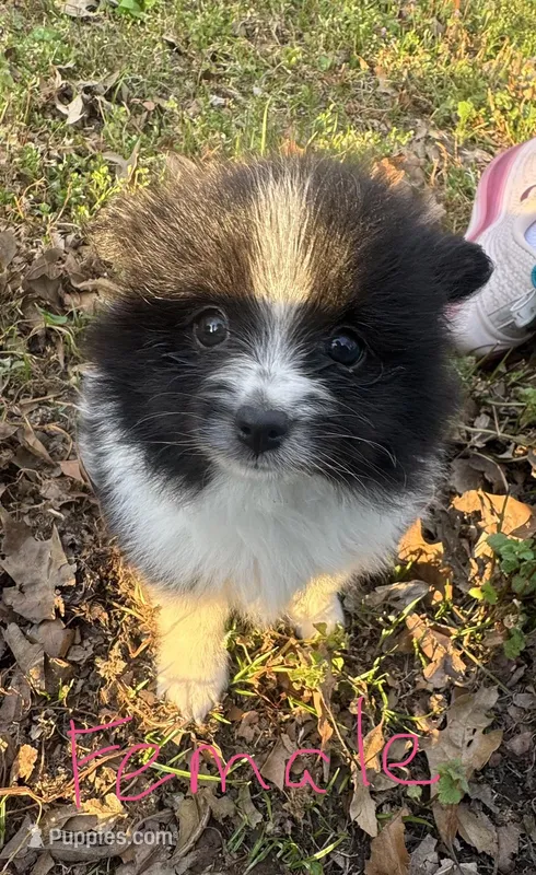 Priss – Pomeranian puppy for sale in Mayfield, KY