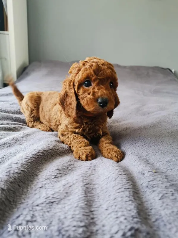 CASY – Poodle - Toy  puppy for sale in San Jose, CA