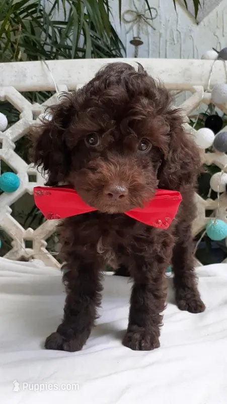 RED – Poodle - Toy  puppy for sale in San Jose, CA