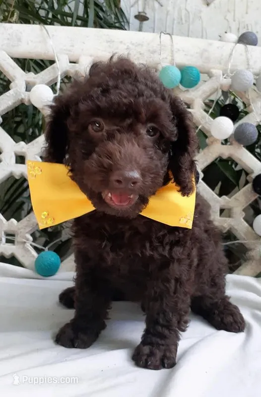 Yellow – Poodle - Toy  puppy for sale in San Jose, CA