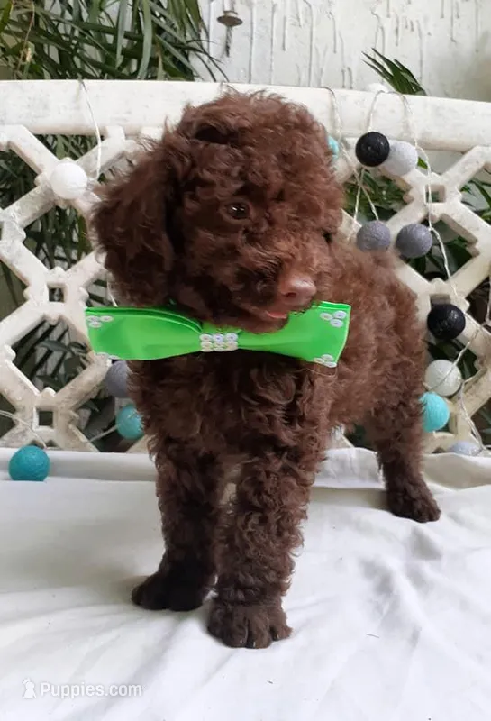 Green – Poodle - Toy  puppy for sale in San Jose, CA