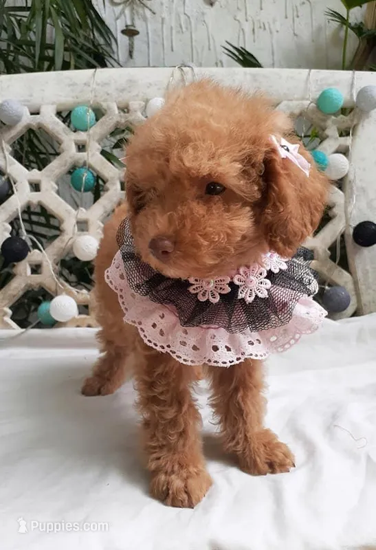 White – Poodle - Toy  puppy for sale in San Jose, CA